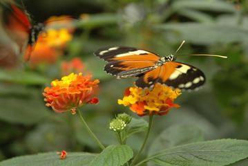 butterfly and flowers butterfly and flowers
